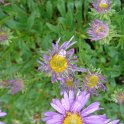 Aster alpinus